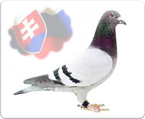 Racing pigeons have a long tradition in Slovakia