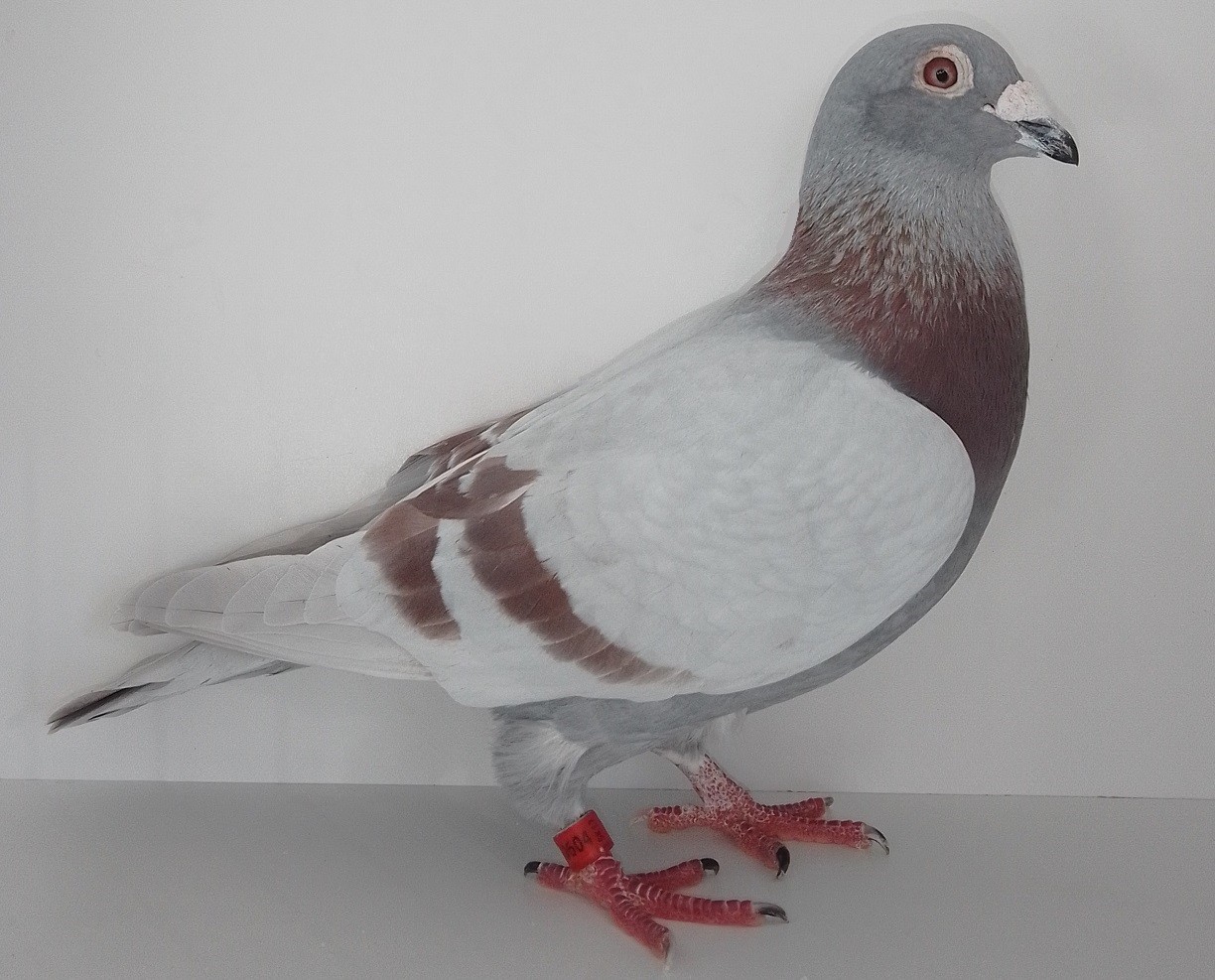 Foto otca 415, chovný holub, syn základného chovného holuba Šmatlák
