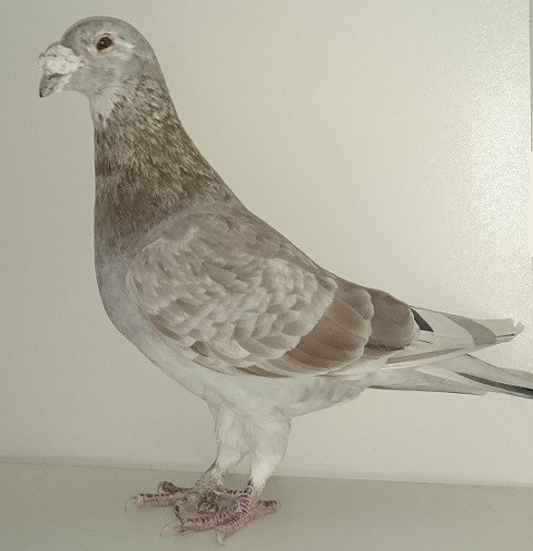 Foto starého otca Šmatlák, základný chovný holub číslo 1