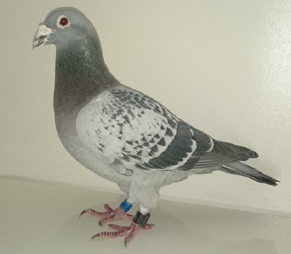 Foto holuba 645, syn základného chovného holuba Šmatlák. Na konte má 51 cien