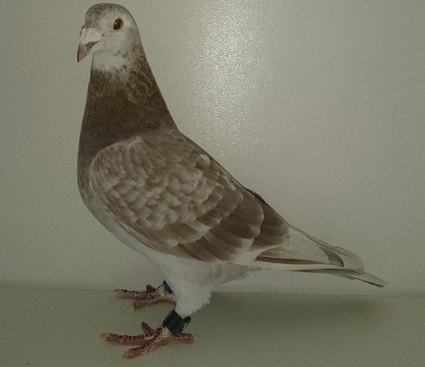 Foto holubice 673, dcéra základného chovného holuba Šmatlák. Na konte má 55 cien