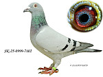SK-25-0999-7102