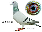SK-25-0999-7101