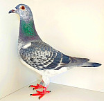 CZ-2025-0400-1137 LEIDEMAN & TvGAVER