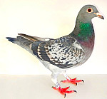 SK-2025-0610-277 100 % COR de HEIJDE