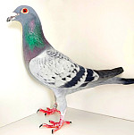 SK-2025-02605-229 PORSCHE911&BEST KITTEL