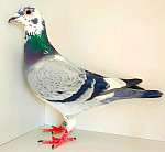 CZ-2025-0222-6070 TOP 4 in 1 & PORSCHE