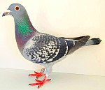 CZ-2025-0222-6086 CORdeHEIJDE&TvGAVER