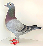 CZ-2025-0400-1120 100% SG STEFFL