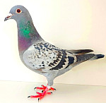 SK-2022/25/-0999-8083 Will & Falco EBBEN