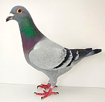 CZ-2025-0400-1113 FINN & PORSCHE911