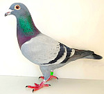 SK-2023-0603-569  SYN ZLATEJ PÁRY