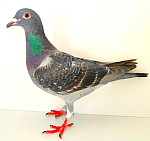 SK-2025-0610-271 FINN RICKY