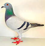 SK-2025-0604-699 LEIDEMAN & TOMvGAVER