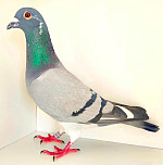 SK-2025-02605-228 LEIDEMAN & FIGO/BP