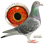 NL-2025-1592539 100 % WEGEN