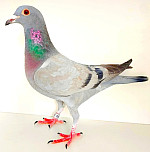 SK-2025-0610-268 FINN BEST KITTEL