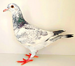 SK-2025-0604-695 OLYMPIC RICO&PORSCHE