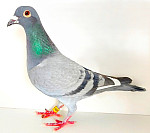 SK-2024-0604-1252 100 % DE FIGO