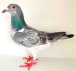 SK-2025-0610-284 LEIDEMAN & TvGAVER