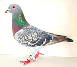 DV-2025-09392-8101 RUTZ und SOHNE