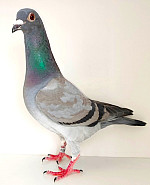 SK-2025-02605-240 100% LEIDEMAN