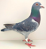 SK-2025-0107-1296 FINN RICKY