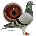 NL-2024-8288618 TOP ŠPRINT!