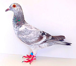 SK-2026-0604-441 100% LEIDEMAN´S GEBr.