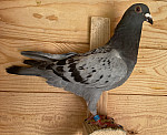 SK-2026-02804-795