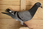SK-2026-02804-919