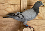 SK-2026-02804-810