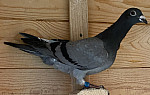 SK-2026-02804-926