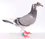 SK-2026-0604-895 TOP!
