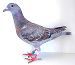 SK-2026-0999-8785 100 % JAN AARDEN