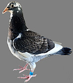 SK-26-3501-151