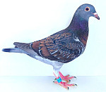 SK-2026-0604-889 100 % JAN AARDEN