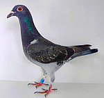 SK-2026-0999-8752  100 % VAN der WEGEN
