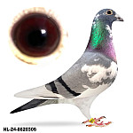 NL-24-8620306