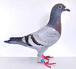 SK-2026-0999-8778  100 % KAREL MEULEMANS