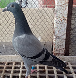 Sk 26 2403 1333