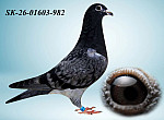 SK-26-01603-982 HE?