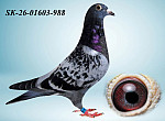 SK-26-01603-988 H?