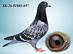 SK-26-01603-697 HE?