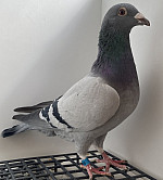 SK-26-02804-733