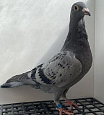 SK-26-02804-980