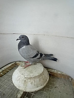 SK - 2026 - 03304 - 786