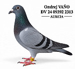 DV 09392 24 2313 (starý krúžok r. 2026)