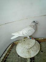Sk - 2026 0999 - 352