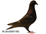 SK-26-02607-592 Rudy popol